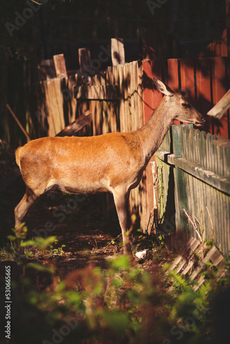 deer in the woods next to a wooden shed 