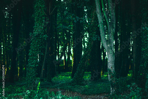 sun rays in forest