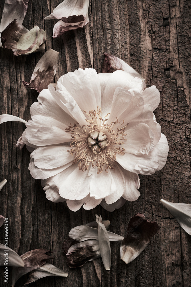 Beautiful peony flower on a wooden backdrop. Vintage book cover background - obrazy, fototapety, plakaty 