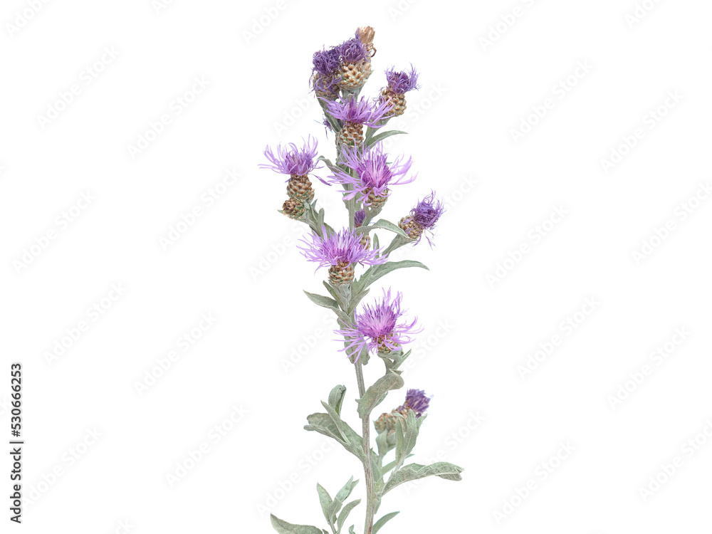Brown knapweed plant with purple flowers isolated on white