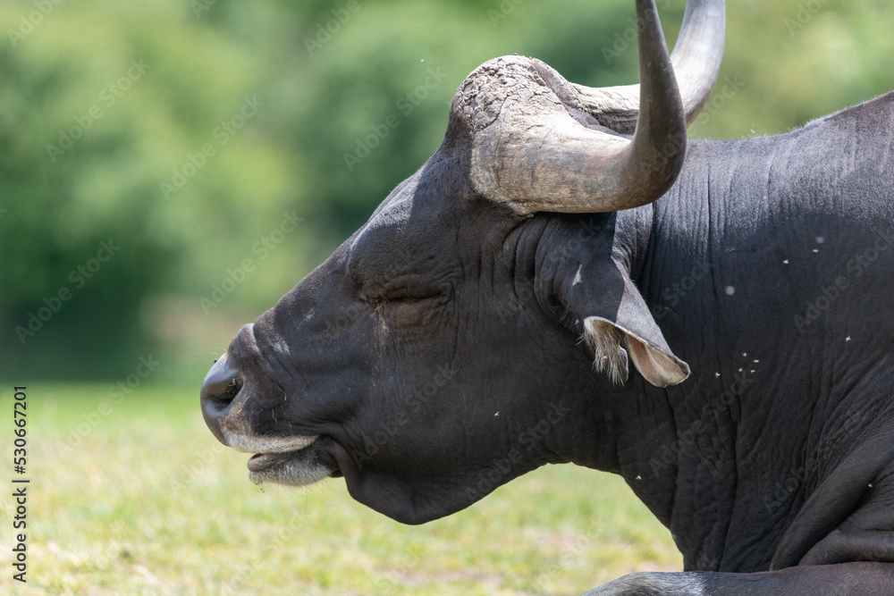 Obraz premium Head shot of a male African buffalo (syncerus caffer)