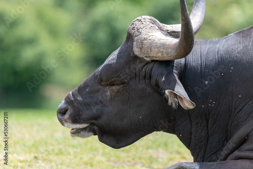 Head shot of a male African buffalo (syncerus caffer)