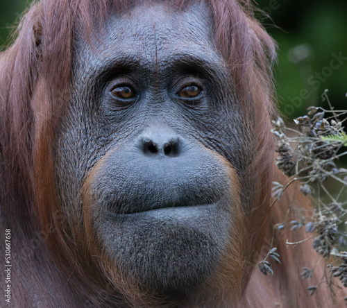 Bilde på lerret orang utan portrait