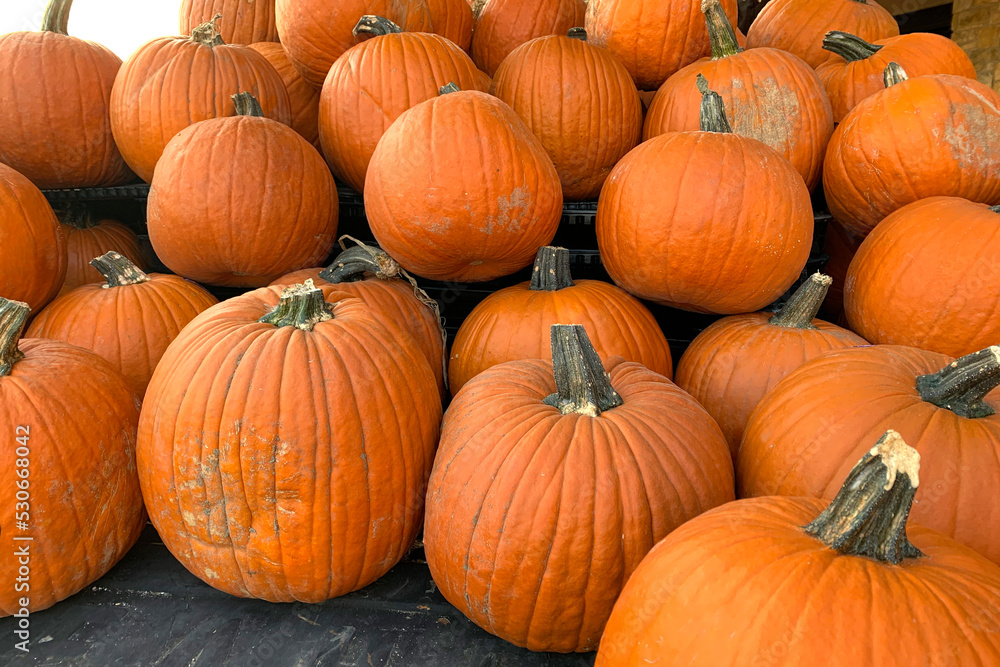 Collection of larg pumpkins. fresh orange pumpkins. autumn halloween pumpkins. Collection of larg pumpkins. fresh orange pumpkins. autumn halloween pumpkins.