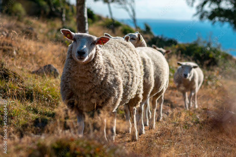 Obraz premium Sheep grazing on the hilly sides on Kullaberg nature reserve (Kullabergs naturreservat), Skåne, Sweden. Sheep in summer grass, water behind. Curious animals walking towards the camera