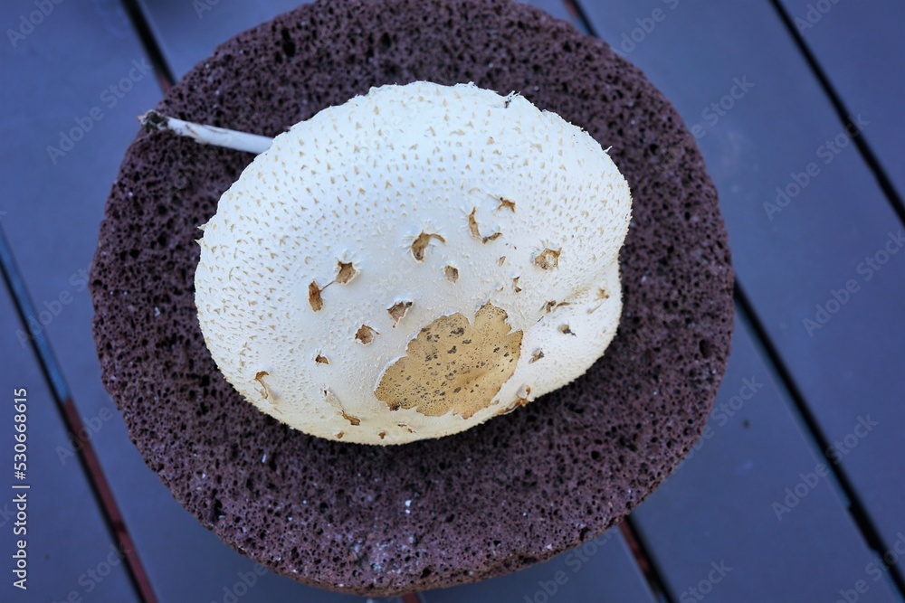 Fototapeta premium close up og a large mushroom