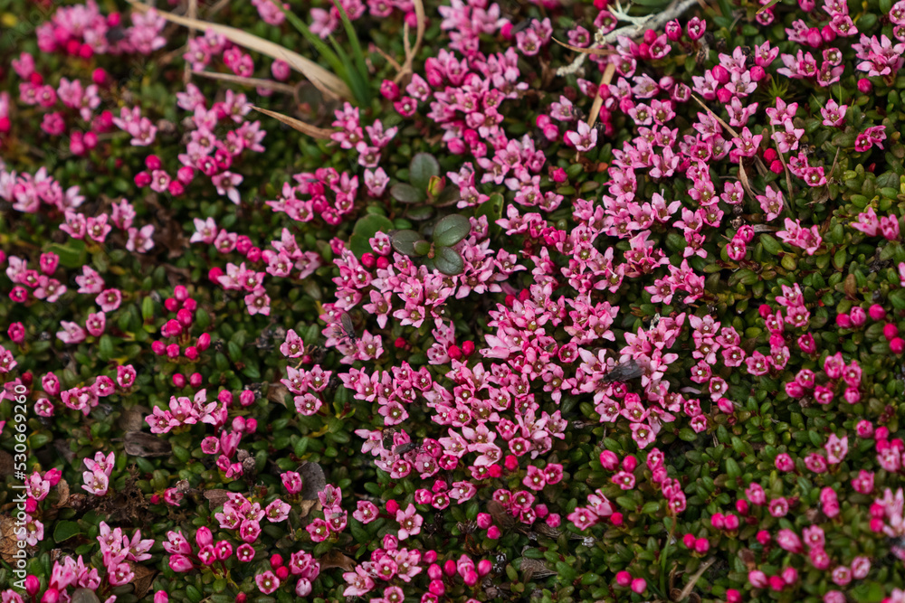 Alpine Azalea (Kalmia procumbens)