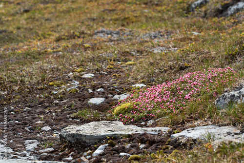 Alpine Azalea (Kalmia procumbens)
