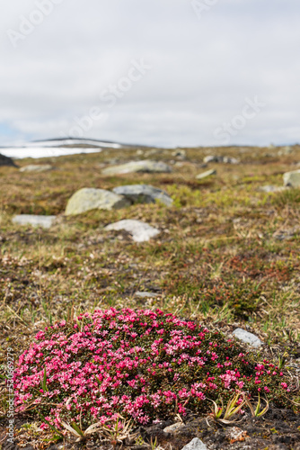 Alpine Azalea (Kalmia procumbens)