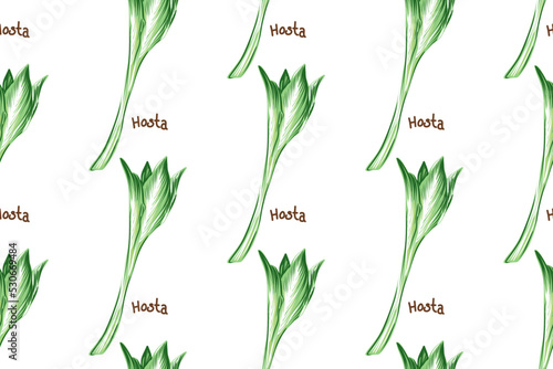  Hosta Green Leaves Seamless Vector Pattern
