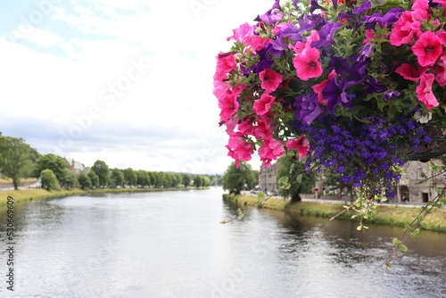 Petunias over the river