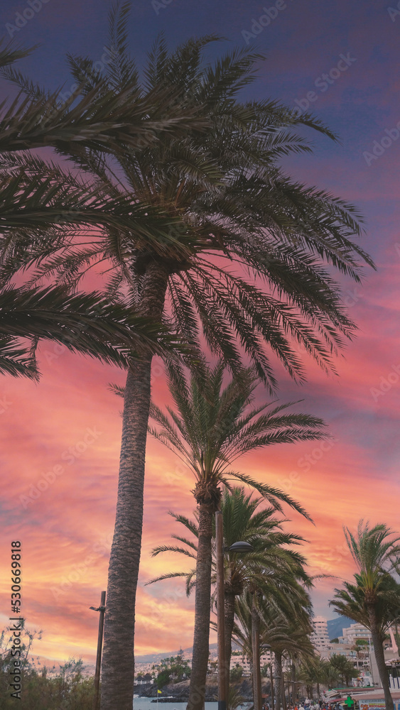 Obraz premium Palm Trees with Sunset in Tenerife Island