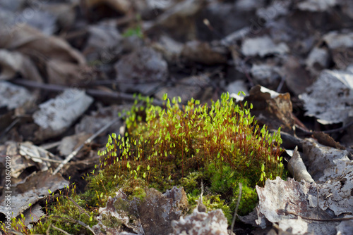 bright green moss among the dry grey leaves in the forest