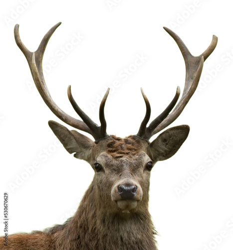 portrait of a red deer stag looking forward impressive antlers 