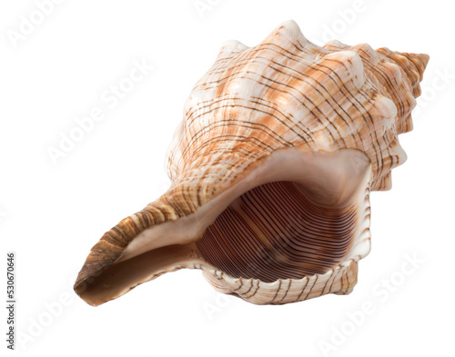 sea shell isolated on white png photo