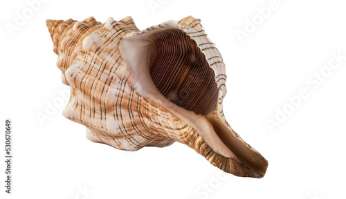 Tela isolated close up of seashell