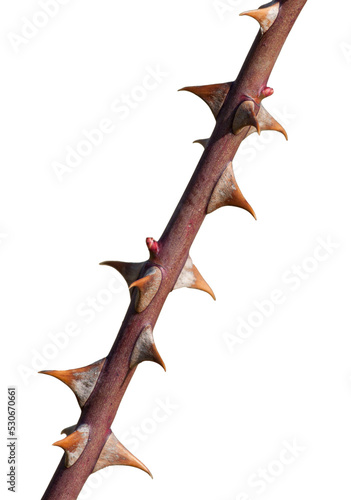rose stem with thorns isolated, png