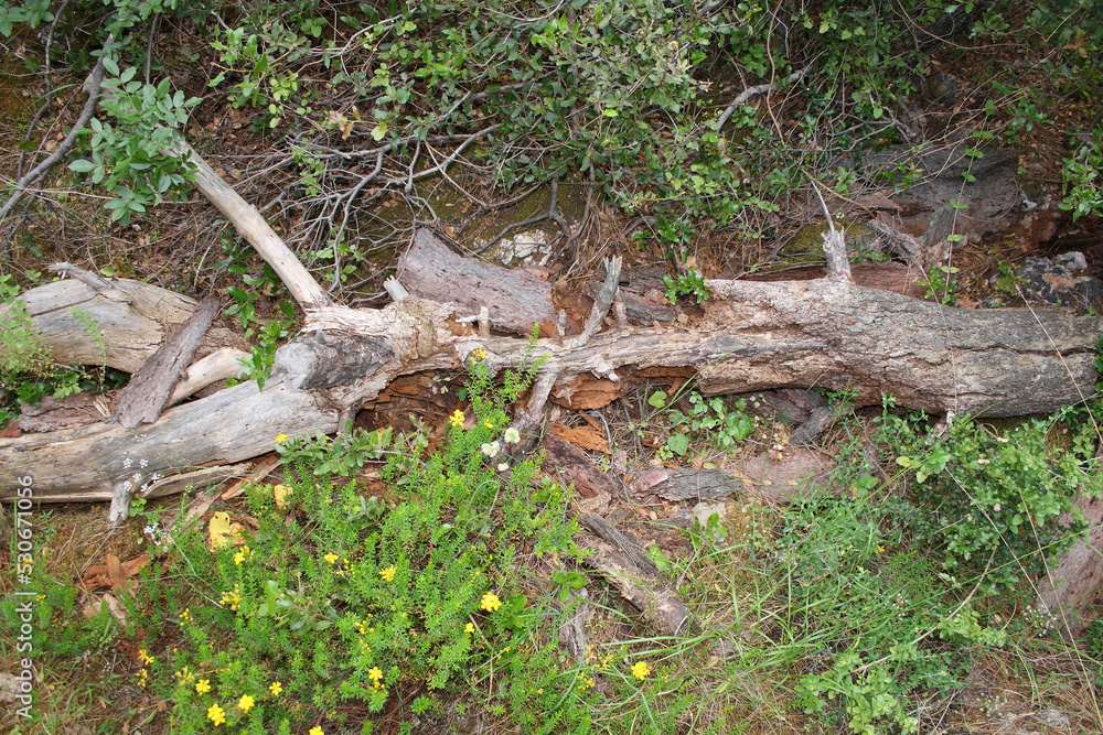 Samos - Griechenland - Olivenbaum / Samos - Greece - Olive tree / Samos - Griechenland - Olivenbaum / Samos - Greece - Olive tree /