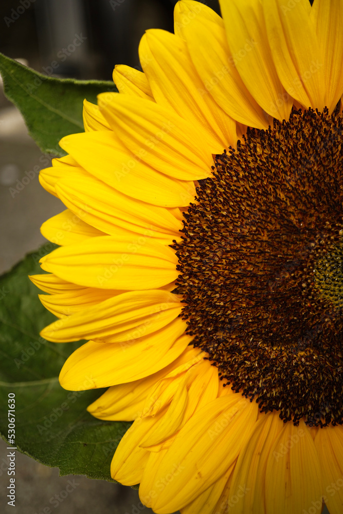 Obraz premium Sonnenblume - Close up