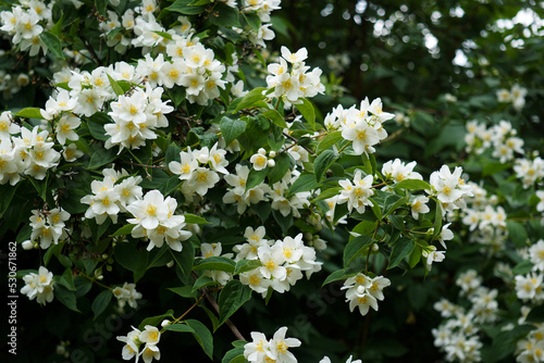 Jasmin - Close up
