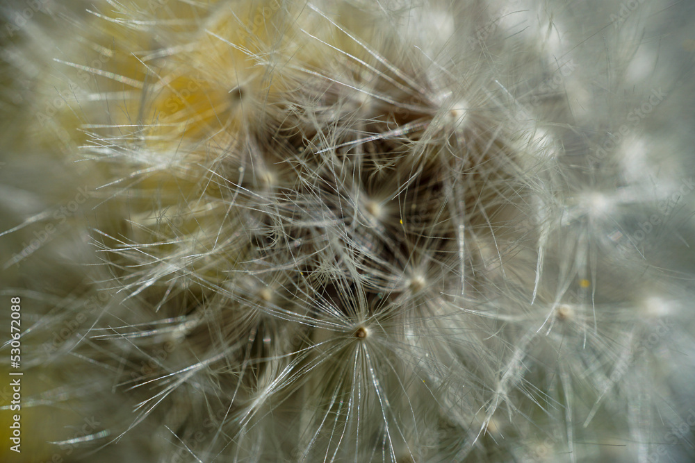 Pusteblume Close up
