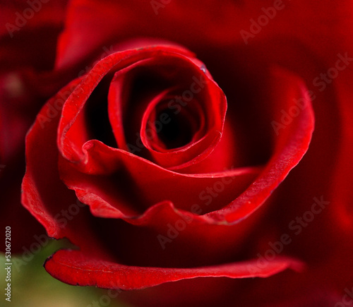 rote Rose - Close up