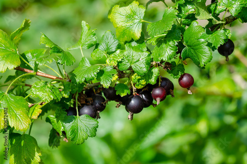 A branch of blackcurrant