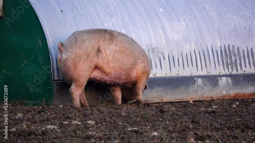 free range Danish landrace (Sus scrofa domesticus) pig scavenges for food on a sunny day photo