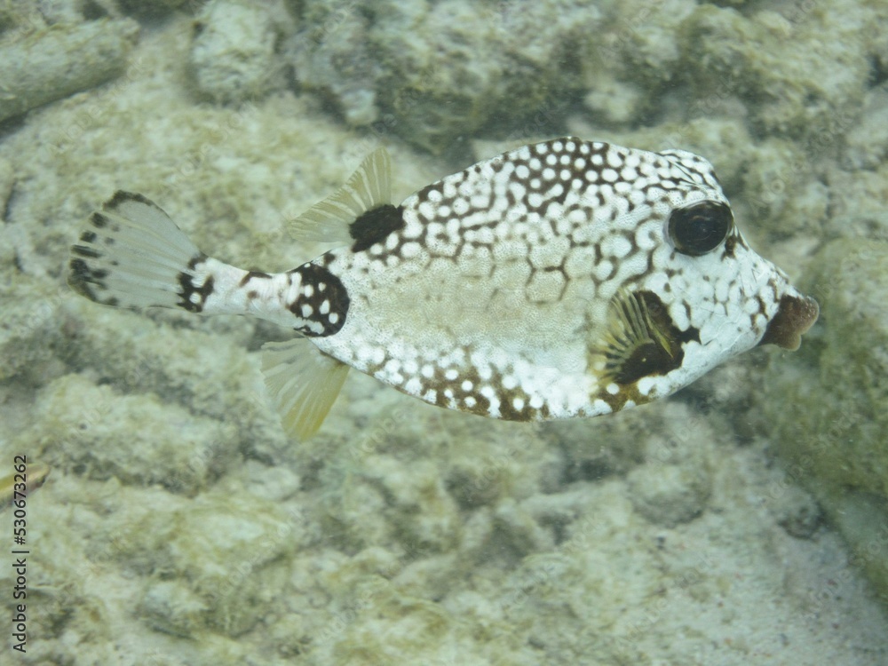Obraz premium Vertebrate Water Boxfishes and trunkfish Organism Fish Reef