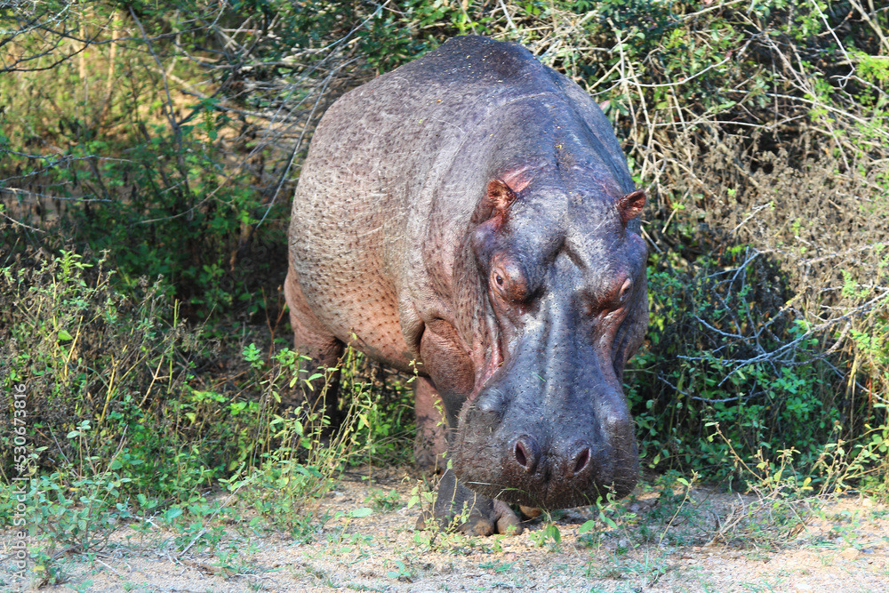 Flußpferd / Hippopotamus / Hippopotamus amphibius Flußpferd / Hippopotamus / Hippopotamus amphibius