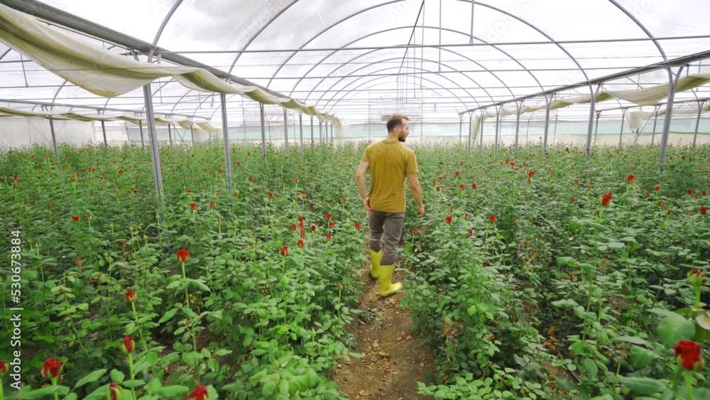 Greenhouse with rose production.
Young man walks in greenhouse with flower production.
Greenhouse with rose production.
Young man walks in greenhouse with flower production.
