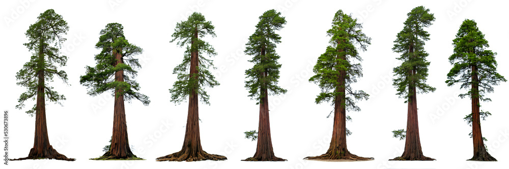 redwood tree, collection of Sequoia trees - obrazy, fototapety, plakaty 