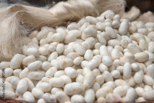 cocoons of white silkworms bred to produce silk , raw silk