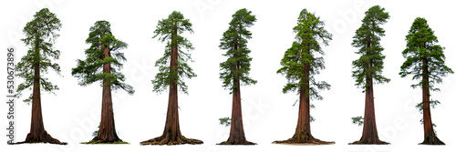 redwood tree, collection of Sequoia trees