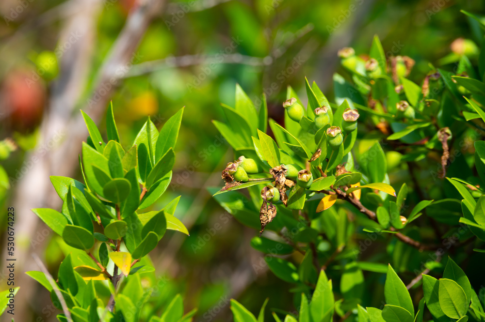 Botanical collection, leaves and berries of myrtus communis or true myrtle plant growing in garden Botanical collection, leaves and berries of myrtus communis or true myrtle plant growing in garden