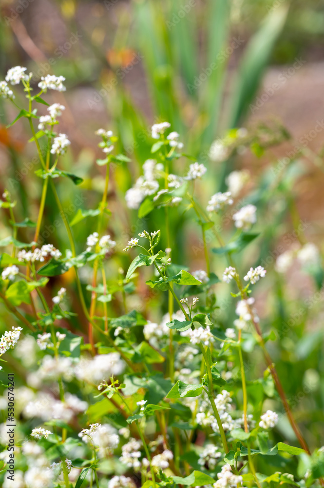 Obraz premium Summer blossom of fagopyrum esculentum or buckwheat plant, healthy vegetarian food