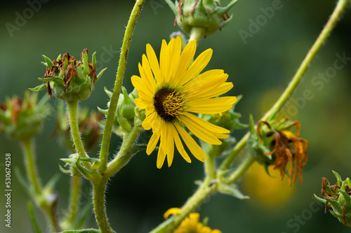 Yellow flowers heads of Silphium laciniatum or compass plant growing in garden photo