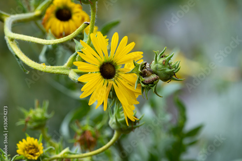 Yellow flowers heads of Silphium laciniatum or compass plant growing in garden photo