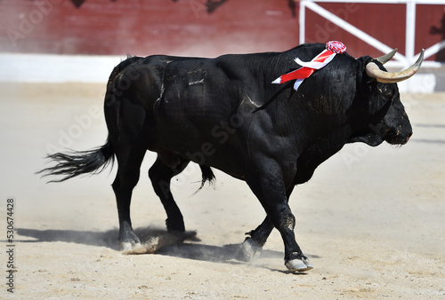 horns of strong bull in spain