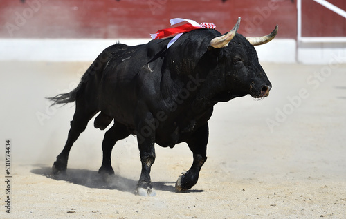 horns of strong bull in spain