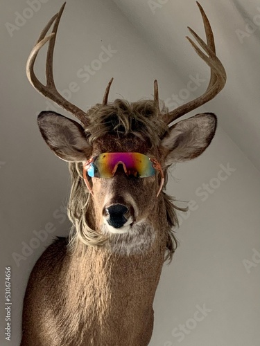 Obraz na plátne mullet deer