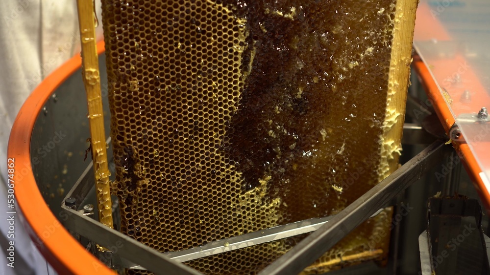 The frame is placed in the honey extractor to extract the