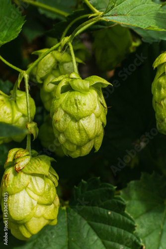 Farming and agriculture concept. Green fresh ripe organic hop cones for making beer and bread, close up. Fresh hops for brewing production. Hop plant growing in garden or farm.