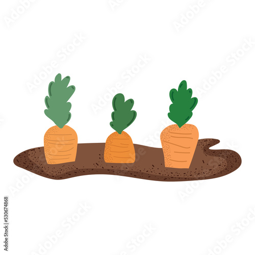 gardening planting a carrots