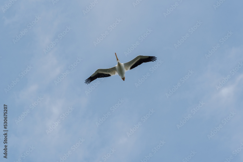 An American White Pelican Flying In A Blue Sky