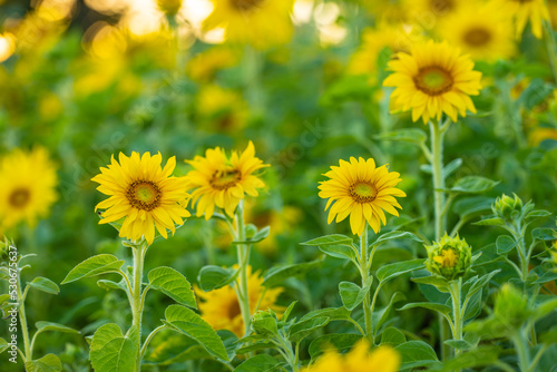 Sunflower Helianthus annuus in golden sunset light.