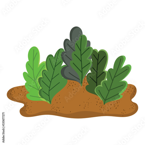 gardening planting vegetable