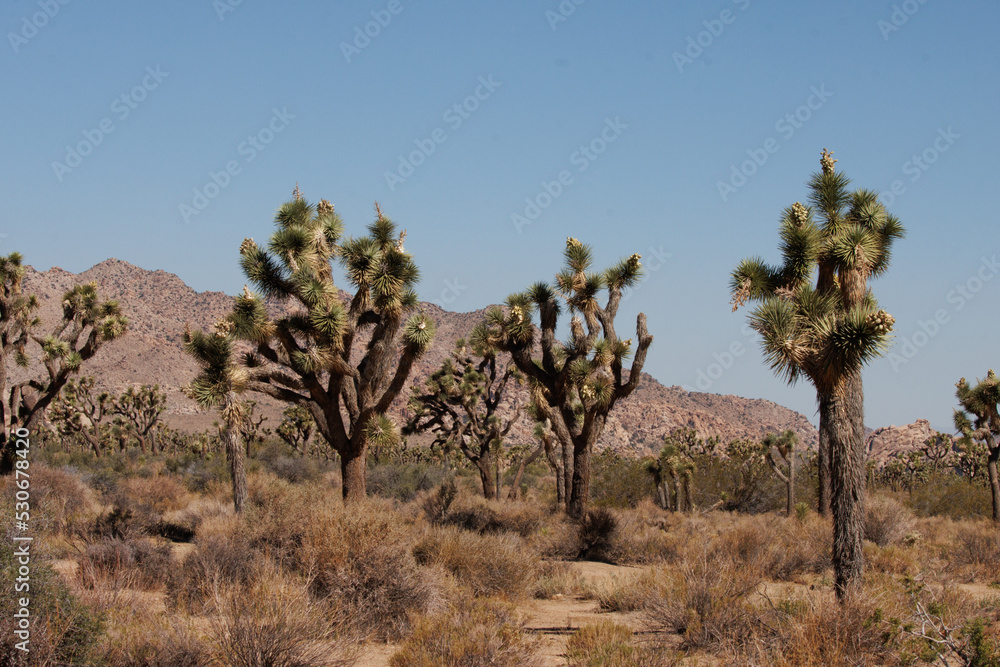 Summer in the little san bernardino mountains at around 4000 feet, where aridity and elevation create open forests of yucca brevifolia and others such as juniper, oak, southern mojave desert scrub. Summer in the little san bernardino mountains at around 4000 feet, where aridity and elevation create open forests of yucca brevifolia and others such as juniper, oak, southern mojave desert scrub.