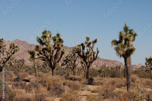 Summer in the little san bernardino mountains at around 4000 feet  where aridity and elevation create open forests of yucca brevifolia and others such as juniper  oak  southern mojave desert scrub.