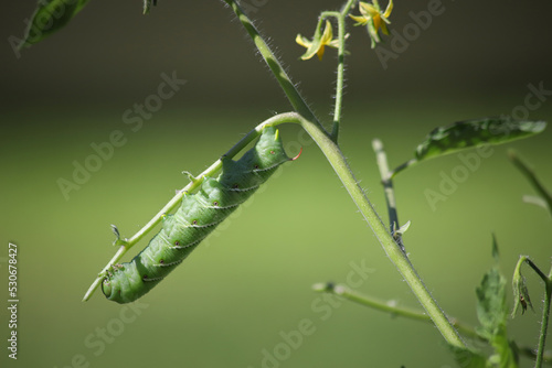tomato caterpillar